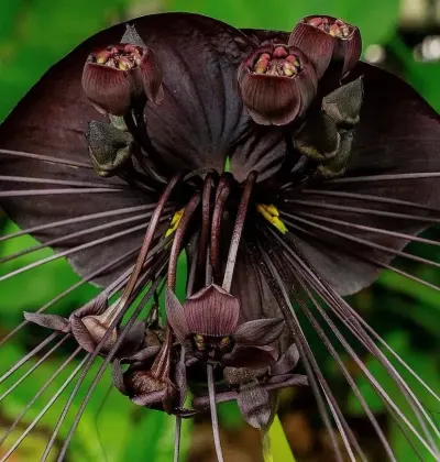 6 flores exóticas para você cultivar em casa